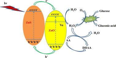 Graphical abstract: High-performance Vo-ZnO/ZnS benefiting nanoarchitectonics from the synergism between defect engineering and surface engineering for photoelectrochemical glucose sensors