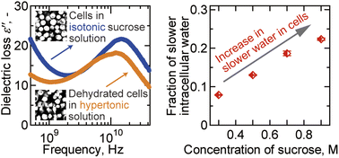 Graphical abstract: Slow water dynamics in dehydrated human Jurkat T cells evaluated by dielectric spectroscopy with the Bruggeman–Hanai equation