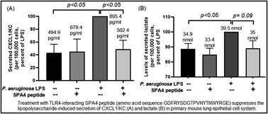 Graphical abstract: Stability and structure–activity relationship of the SPA4 peptide under ambient and stressed conditions of lung injury