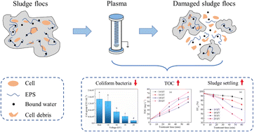 Graphical abstract: Potential of non-thermal discharge plasmas for activated sludge settling: effects and underlying mechanisms