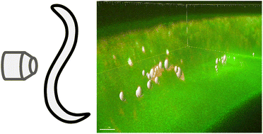 Graphical abstract: High-resolution imaging and analysis of the intestinal bacterial load of Caenorhabditis elegans during early adulthood