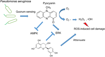 Graphical abstract: Antioxidative polyphenols attenuate pyocyanin-induced ROS production in neuronal HT22 cell lines