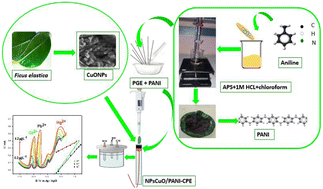 Graphical abstract: Green synthesis of copper oxide nanoparticles using Ficus elastica extract for the electrochemical simultaneous detection of Cd2+, Pb2+, and Hg2+