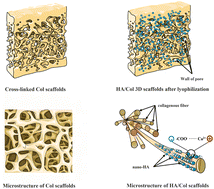 Graphical abstract: Preparation and characterization of 3D hydroxyapatite/collagen scaffolds and its application in bone regeneration with bone morphogenetic protein-2