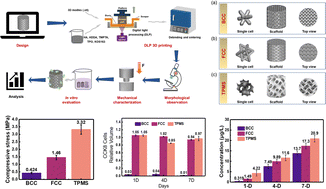 Graphical abstract: Morphologies, mechanical and in vitro behaviors of DLP-based 3D printed HA scaffolds with different structural configurations