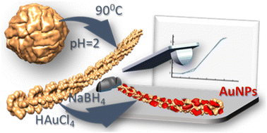 Graphical abstract: Gold nanoparticle-coated apoferritin conductive nanowires