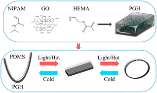 Graphical abstract: Fast-response photothermal bilayer actuator based on poly(N-isopropylacrylamide)–graphene oxide–hydroxyethyl methacrylate/polydimethylsiloxane