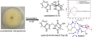 Graphical abstract: Lasiodipline G and other diketopiperazine metabolites produced by Lasiodiplodia chiangraiensis