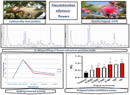 Graphical abstract: Comparative antisickling and antioxidant activities of Pseudobombax ellipticum cultivars in relation to their metabolite profiling using LC/MS