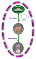 Graphical abstract: Investigation of cellulose dissolution in morpholinium-based solvents: impact of solvent structural features on cellulose dissolution