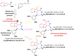 Graphical abstract: Discovery of indolizine lactones as anticancer agents and their optimization through late-stage functionalization