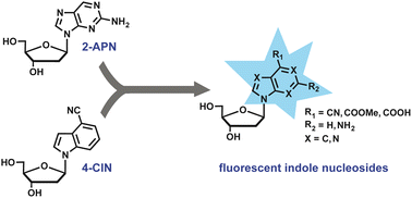 Graphical abstract: Synthesis and photophysical characterization of fluorescent indole nucleoside analogues