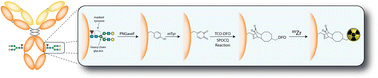 Graphical abstract: Site-selective radiolabeling using mushroom tyrosinase and the strain-promoted oxidation-controlled 1,2-quinone cycloaddition