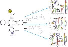 Graphical abstract: Probing the structure of human tRNA3Lys in the presence of ligands using docking, MD simulations and MSM analysis