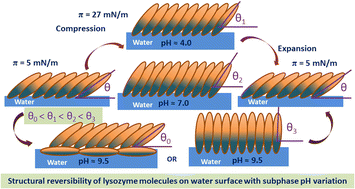 Graphical abstract: Langmuir monolayer of lysozyme at variable subphase pH conditions: a comprehensive study on structure, morphology and hysteresis behaviour