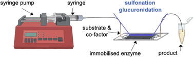 Graphical abstract: Immobilised-enzyme microreactors for the identification and synthesis of conjugated drug metabolites