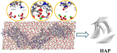 Graphical abstract: Regulation of recombinant humanized collagen on HAP growth and its molecule simulation