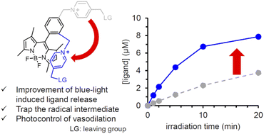 Graphical abstract: A BODIPY-picolinium-cation conjugate as a blue-light-responsive caged group
