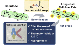 Graphical abstract: Synthesis and mechanical performance of thermoformable cellulose fatty acid esters using natural soap