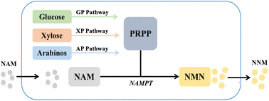 Graphical abstract: Synthesis of NMN by cascade catalysis of intracellular multiple enzymes