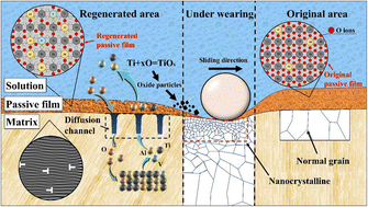 Graphical abstract: Effect of low dissolved oxygen concentration on the defects and composition of regenerated passive film of Ti-6Al-4V alloy under continuous wear