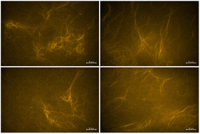 Graphical abstract: Heavy water induces bundling in entangled actin networks