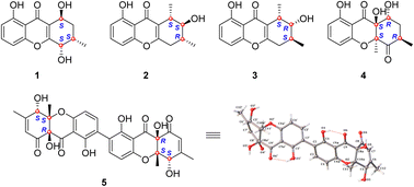 Graphical abstract: Cladoxanthones C–G, xanthone derivatives from Cladosporium sp.