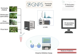 Graphical abstract: Metabolomics and molecular networking approach for exploring the anti-diabetic activity of medicinal plants
