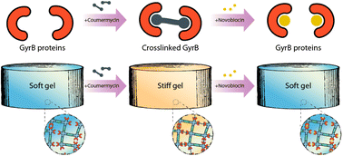 Graphical abstract: Pharmacological regulation of protein-polymer hydrogel stiffness