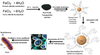 Graphical abstract: Adsorption of antimicrobial peptide onto chitosan-coated iron oxide nanoparticles fosters oxidative stress triggering bacterial cell death