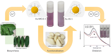 Graphical abstract: Localized surface plasmon resonance shift of biosynthesized and functionalized quasi-spherical gold nanoparticle systems