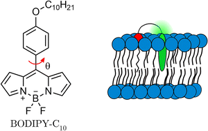 Graphical abstract: Designing a green-emitting viscosity-sensitive 4,4-difluoro-4-bora-3a,4a-diaza-s-indacene (BODIPY) probe for plasma membrane viscosity imaging