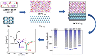 Graphical abstract: The effects of electrodeposition temperature on morphology and corrosion resistance of calcium phosphorus coatings on magnesium alloy: comparative experimental and molecular dynamics simulation studies