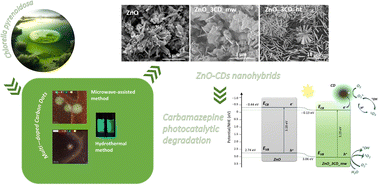 Graphical abstract: ZnO-decorated green-synthesized multi-doped carbon dots from Chlorella pyrenoidosa for sustainable photocatalytic carbamazepine degradation