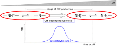 Graphical abstract: Dynamics of hydroxide-ion-driven reversible autocatalytic networks