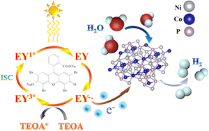 Graphical abstract: Noble metal-free ternary cobalt–nickel phosphides for enhanced photocatalytic dye-sensitized hydrogen evolution and catalytic mechanism investigation