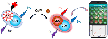 Graphical abstract: Sensitive detection of cadmium ions based on a quantum-dot-mediated fluorescent visualization sensor