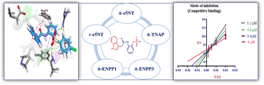 Graphical abstract: Synthesis of new class of indole acetic acid sulfonate derivatives as ectonucleotidases inhibitors