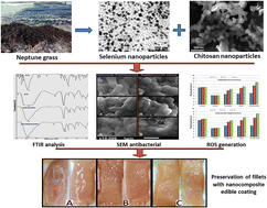 Graphical abstract: Characterization and antimicrobial activity of a chitosan-selenium nanocomposite biosynthesized using Posidonia oceanica