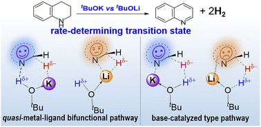 Graphical abstract: On the mechanism of acceptorless dehydrogenation of N-heterocycles catalyzed by tBuOK: a computational study