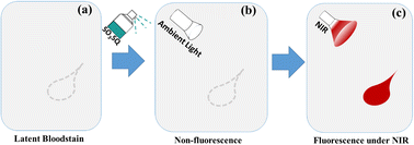 Graphical abstract: Latent bloodstain detection using a selective turn-on NIR fluorescence dye responsive to serum albumin