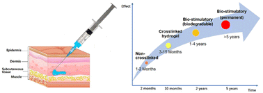 Graphical abstract: Injectable fillers: current status, physicochemical properties, function mechanism, and perspectives