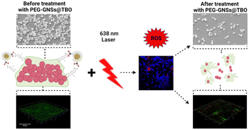 Graphical abstract: Photodynamic toluidine blue-gold nanoconjugates as a novel therapeutic for Staphylococcal biofilms