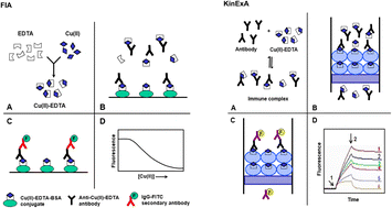 Graphical abstract: Development of two highly sensitive and selective sensor-assisted fluorescence immunoassays for trace determination of copper residues in food samples