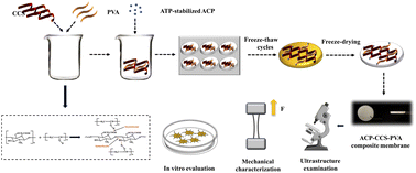 Graphical abstract: Fabrication of ACP–CCS–PVA composite membrane for a potential application in guided bone regeneration