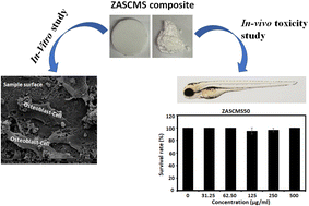 Graphical abstract: Investigation on the physical properties and biocompatibility of zirconia–alumina-silicate@diopside composite materials and its in vivo toxicity study in embryonic zebrafish