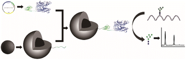 Graphical abstract: Spontaneous and site-specific immobilization of PNGase F via spy chemistry