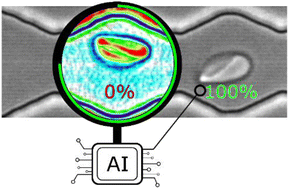 Graphical abstract: AI based image analysis of red blood cells in oscillating microchannels