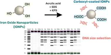 Graphical abstract: Optimized synthesis of polyacrylic acid-coated magnetic nanoparticles for high-efficiency DNA isolation and size selection