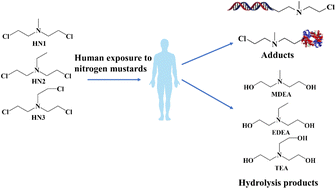 Graphical abstract: Fluoride derivatization-enabled sensitive and simultaneous detection of biomarkers for nitrogen mustard in human plasma and urine via gas chromatography tandem mass spectrometry